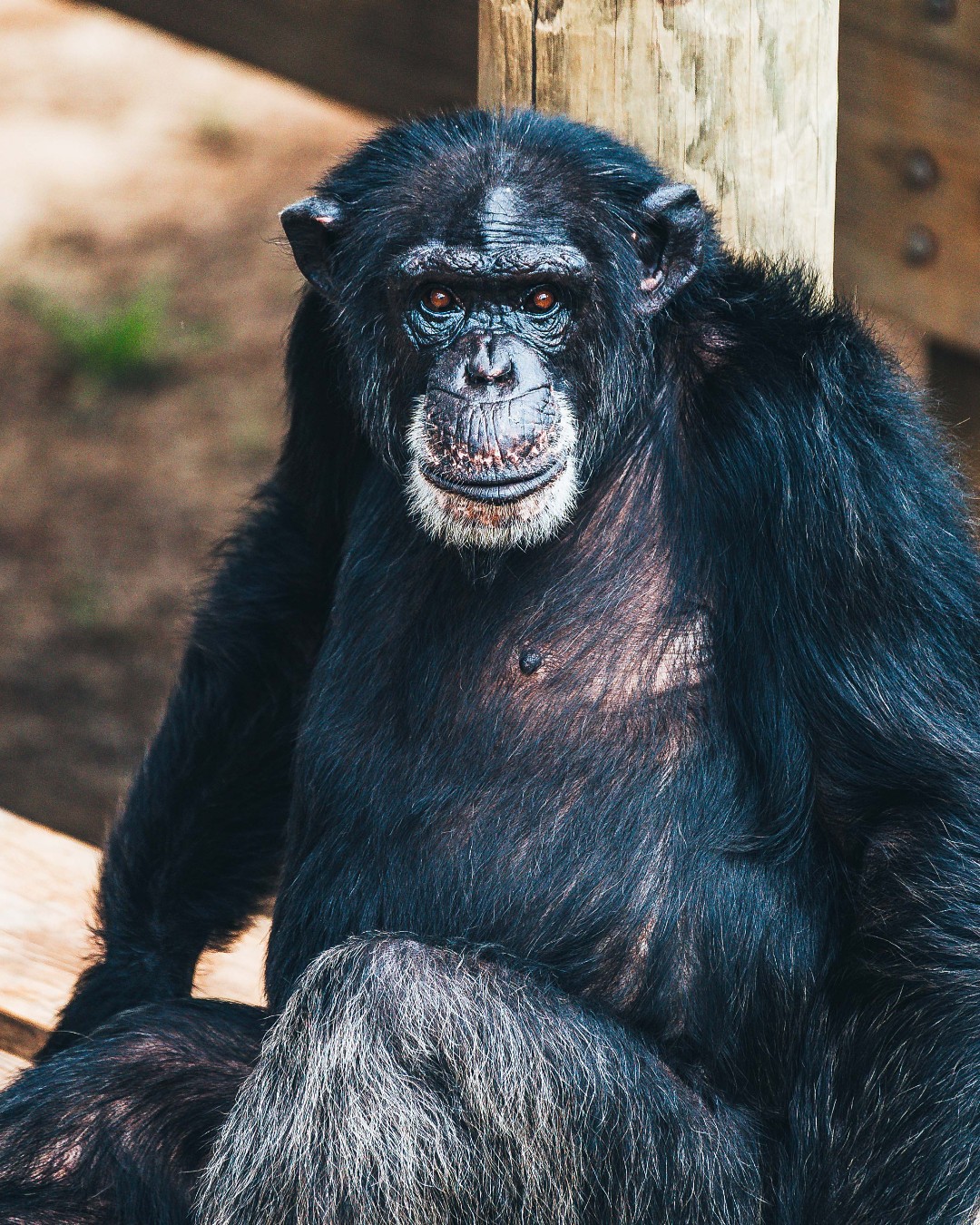 Get to know little Miss Marsha:
💚 She's a sanctuary sweetheart, adored by all her caregivers. 
💚 She's a calming presence among even the most rambunctious boys.
💚 She's never happier than when she's curled up in a hammock or soaking in a sunspot.