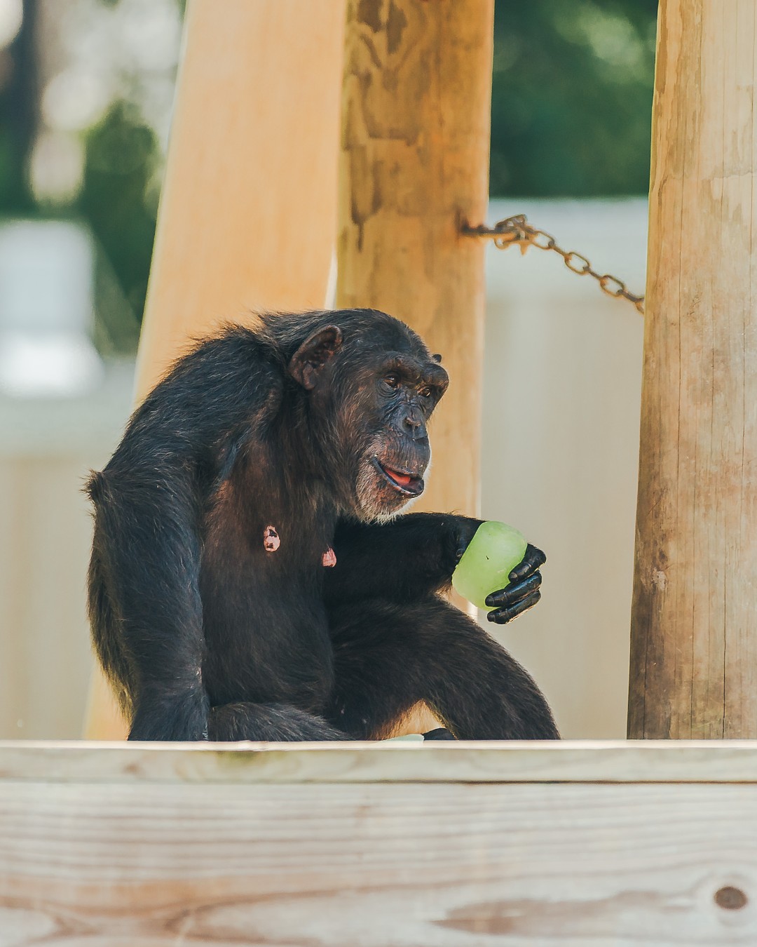 As we enter the dog days of summer, the chimps are keeping cool with one of their favorite enrichments —  lime, grape, and coconut ice treats! Riley, as always, made sure to snag the largest one so he could roll it over to the neighbors to show it off, and then took it back into the forest to enjoy in peace. 

What frozen ice flavor should the chimps try next? 💚