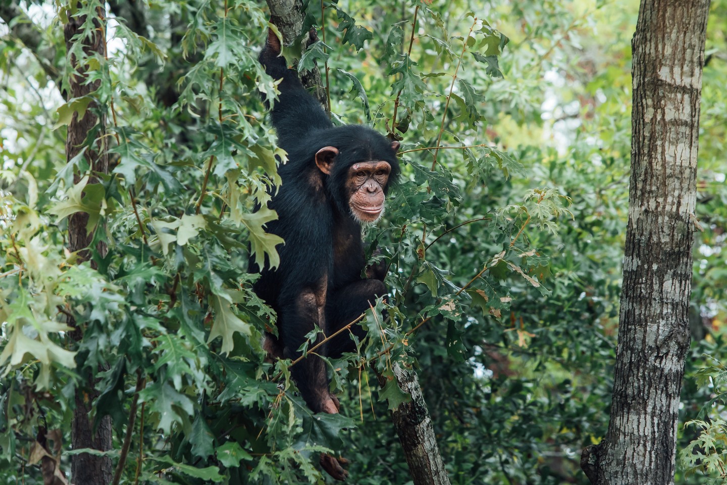 Another look back at 30 years of new beginnings at Chimp Haven:

When Natalie's mom, Ginger, passed away, she was fortunate to have a tight-knit community of strong 