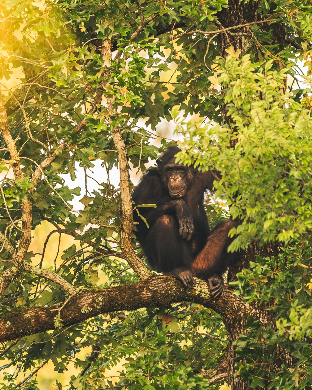 Good morning from Ms. Mocha 🌅 

Mocha knows the early bird gets the worm, which is why you'll find her high in the treetops by sunrise. Her caregivers say she's quite the little ball of energy, so it's no surprise she's a morning chimp!