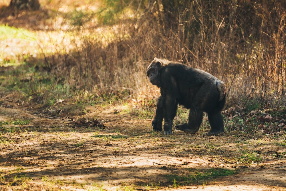 Chimp Cherry Blossom