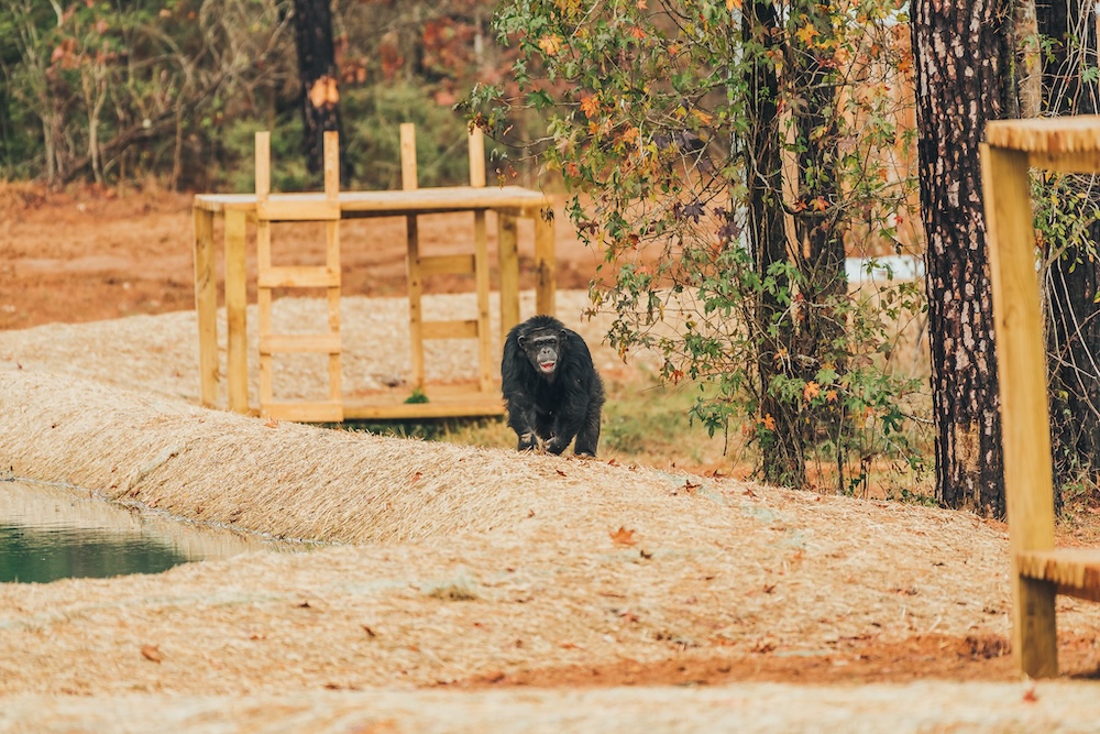 Chimp Cherry Blossom