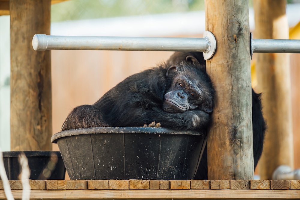 Chimp Cherry Blossom