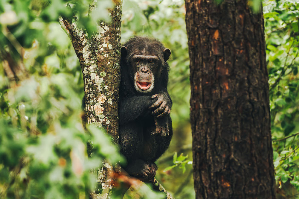 Chimp On Tree
