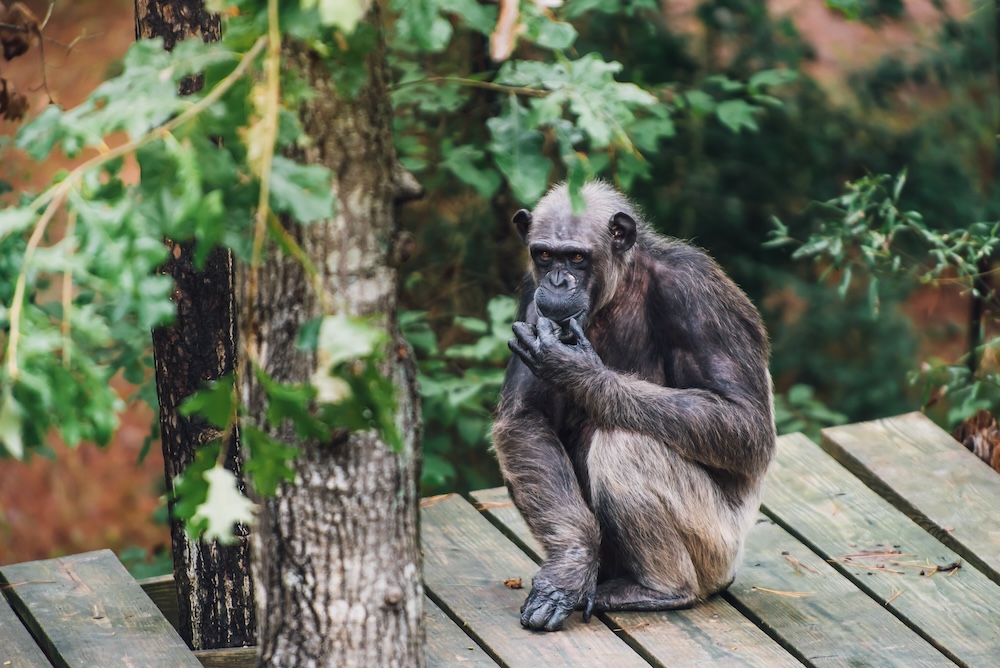 flora sitting down wood