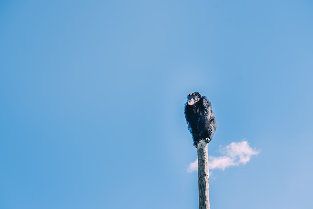 henry blue sky sitting