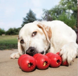 Dog playing with toys