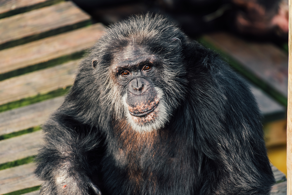 Adult Chimp Sitting on Porch