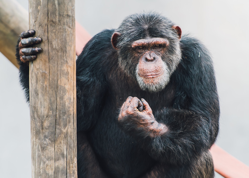Chimp showing up fist