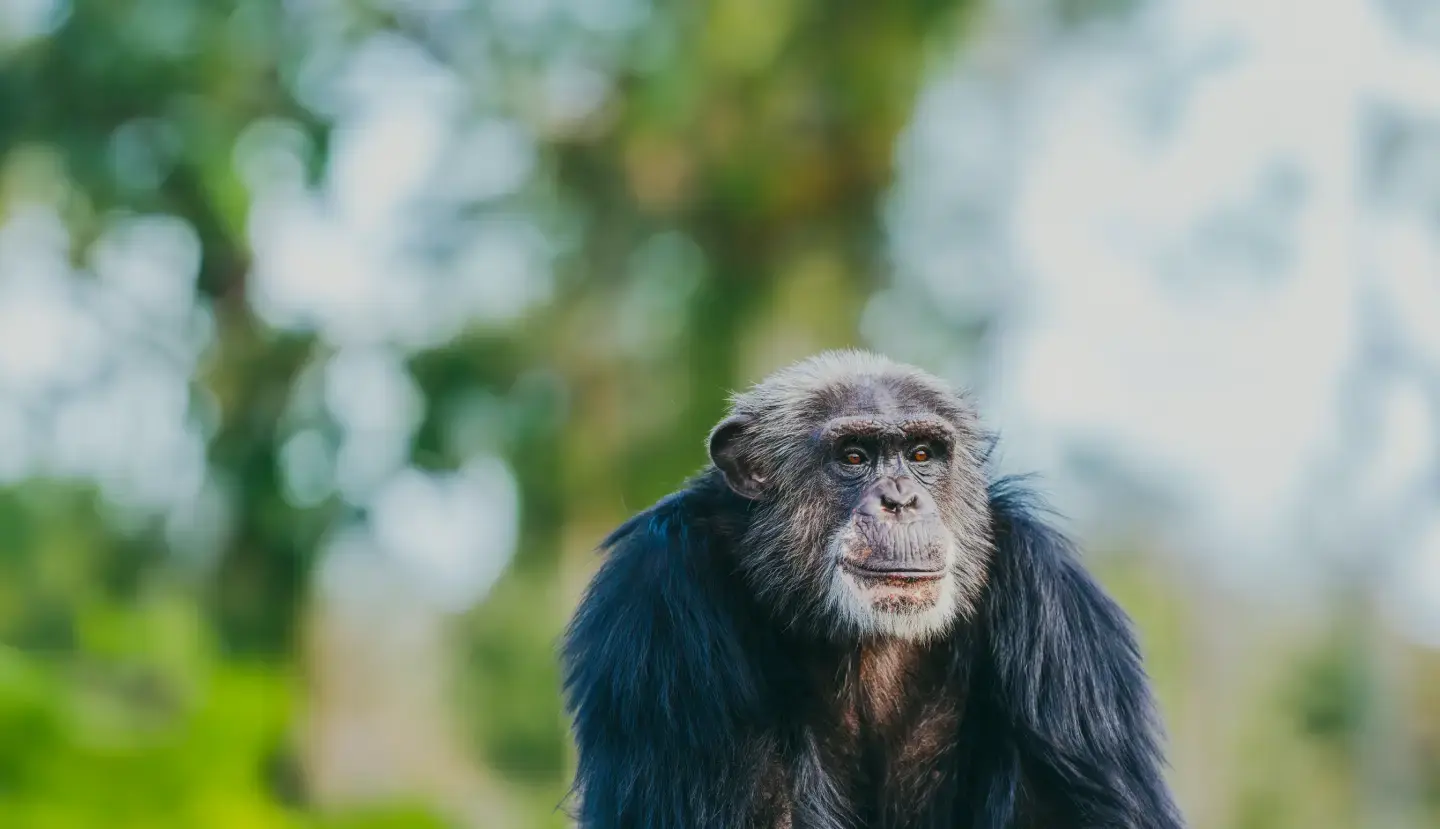 Chimp Background