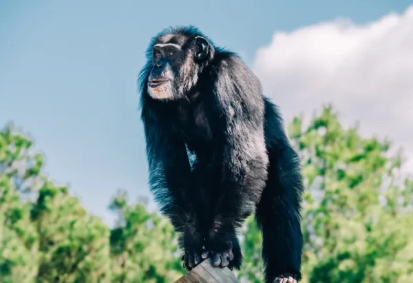 Chimp Standing