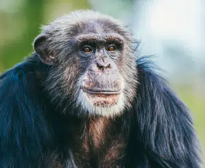 Chimp Smiling