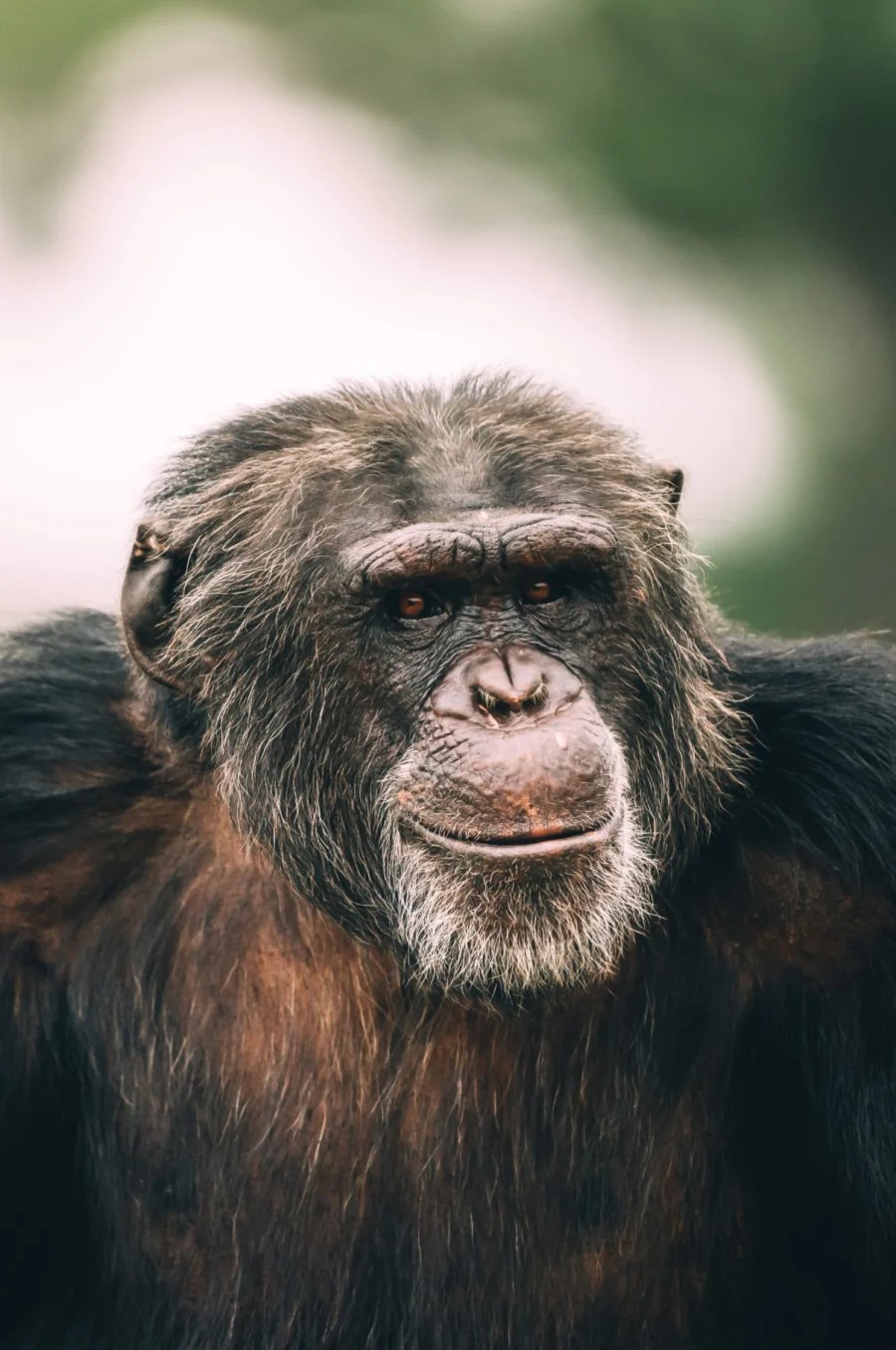 Chimp Smiling