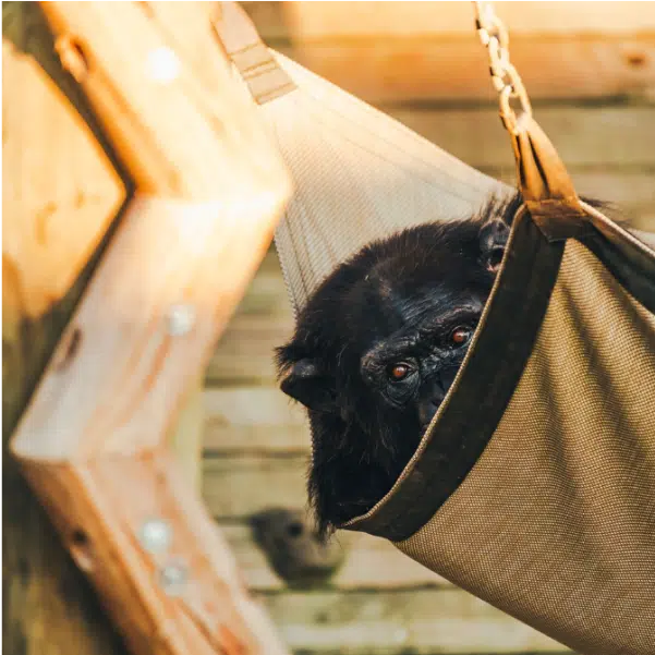 Chimp Preparing to Sleep
