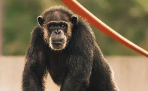 Chimp in Playground